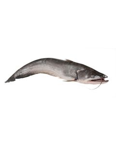 Crown Farms Boal Fish Burmese Frozen 3kg+