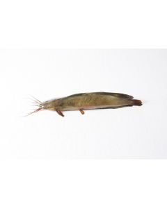 Crown Farms Bangladeshi Magur Fish IQF Frozen 1kg+